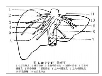 肝脏相关解剖相关知识肝门的结构