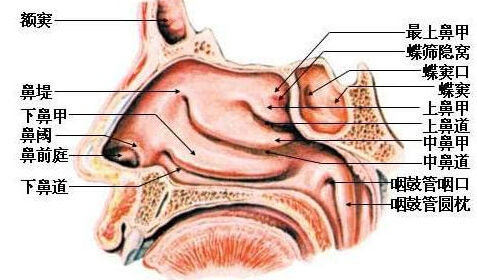 鼻粘膜水肿时,可滴入1%麻黄素液,收缩血管,以利通气.