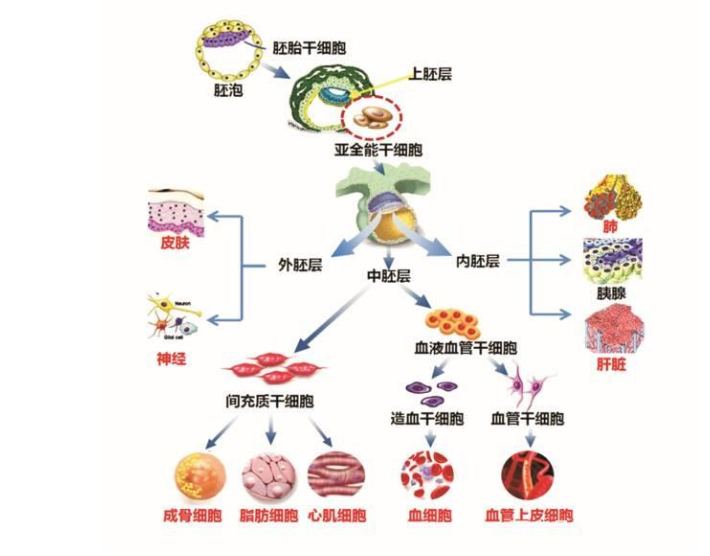 干细胞疗法是膝骨关节炎的“妙药”