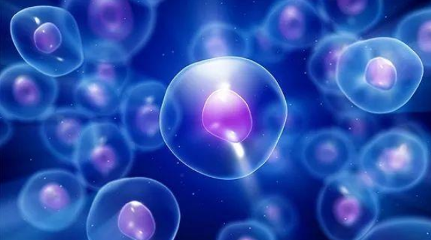 人类胚胎体外研究将突破14天规则国际干细胞研究学会发布新指南