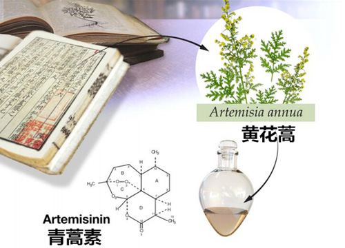抗疟神药――青蒿素